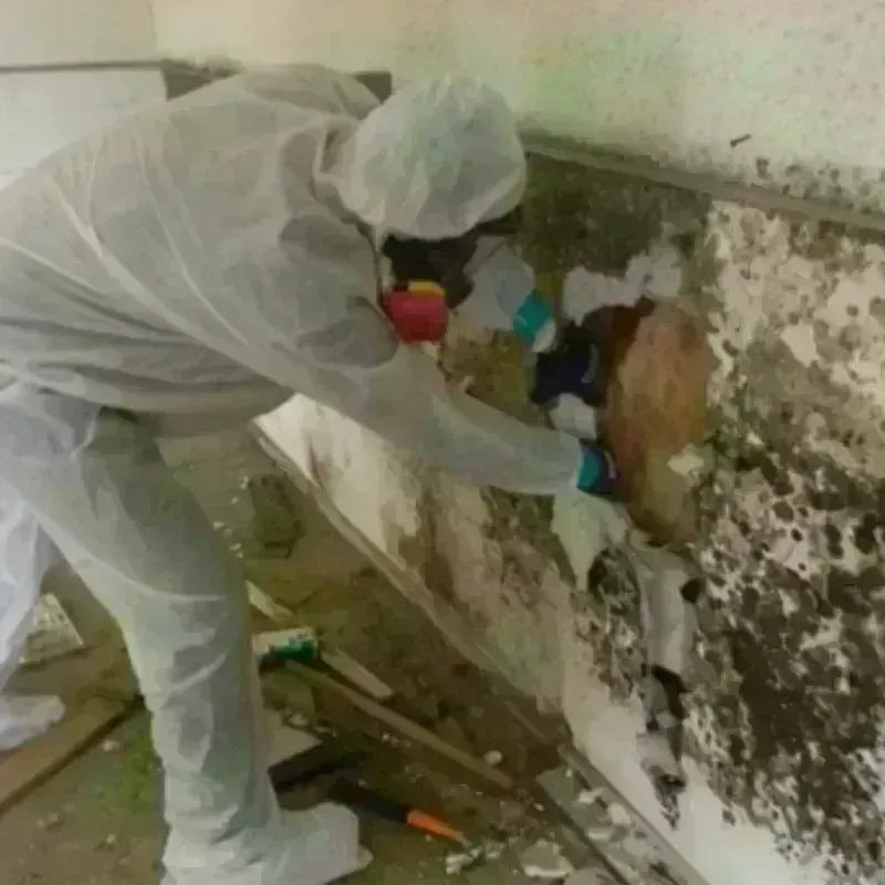 Mold Remediation and Removal in Lake Wylie, SC